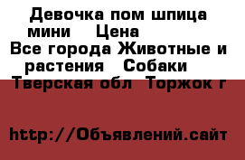 Девочка пом шпица мини  › Цена ­ 30 000 - Все города Животные и растения » Собаки   . Тверская обл.,Торжок г.